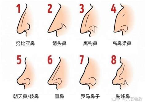 大鼻子面相|14种鼻型图解 最全鼻子看相解读命运